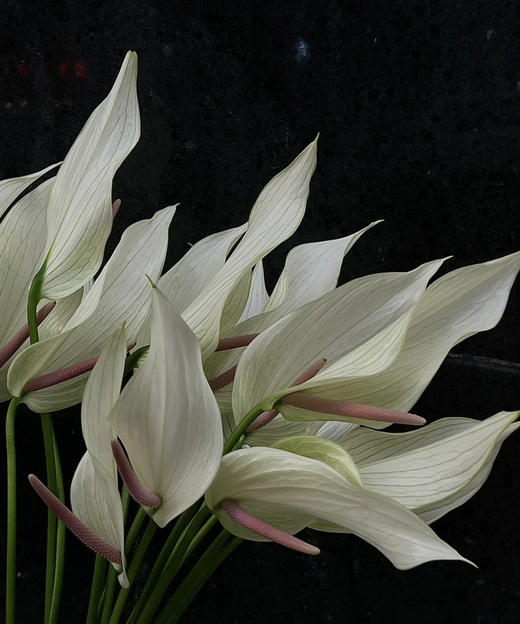 【绿光彩掌】鲁米娜 绿白掌 商品图8