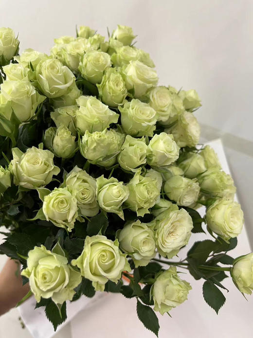 【市场多头】繁星 多头/浅绿色  9-10枝/扎 商品图4