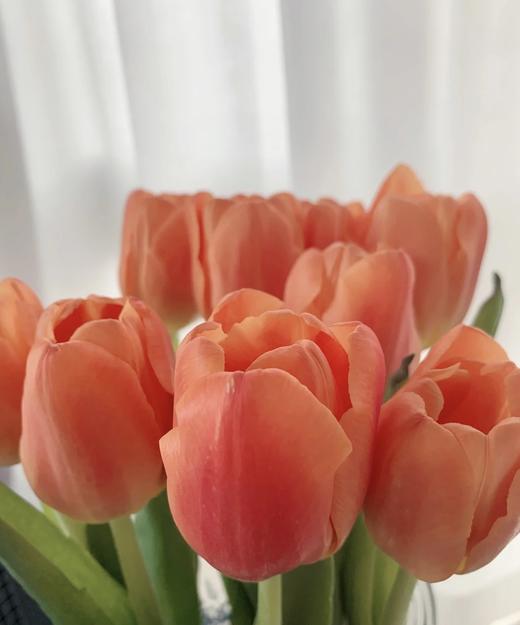 【国产郁金香】  橙色  10枝/扎 商品图2