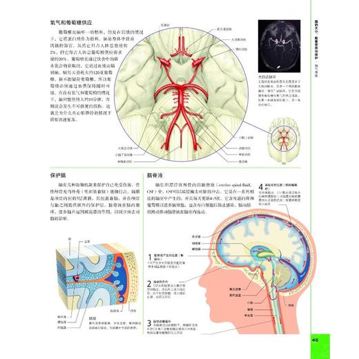 DK大脑百科 关于大脑解剖结构、功能和疾病的图解指南 第3版 商品图4