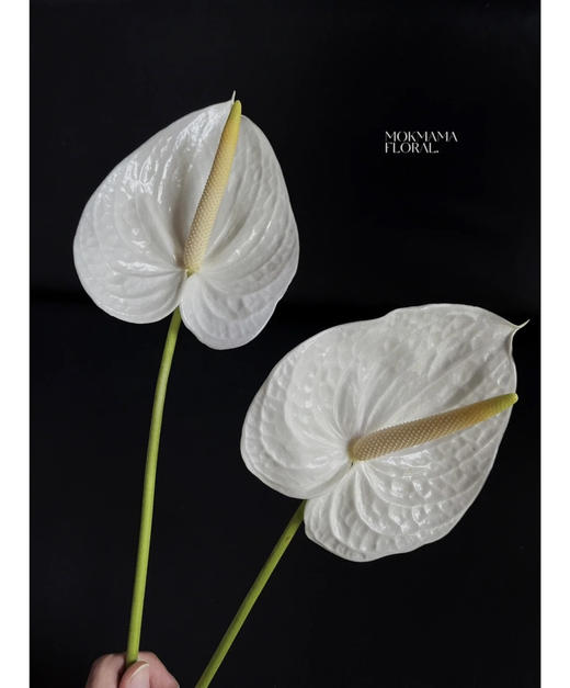 【绿光彩掌】天使  纯白掌 商品图1