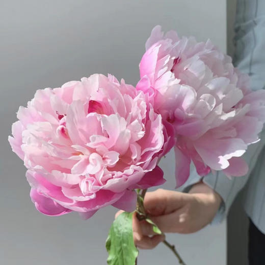 芍药.粉凌红花 商品图0