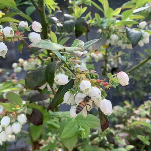 丨有机丨泊里蓝莓 基地现摘发货  蓝莓老爹16年的坚持 商品图8