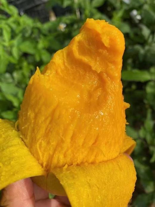 海南空运贵妃芒 树上熟无筋无丝 核小皮薄 堪称芒果界的天花板! 商品图6