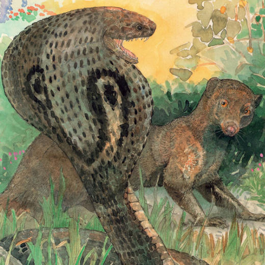 【童立方】 杰里·平克尼第2辑：猫鼬 3-6岁精装 绘本图画书 商品图3