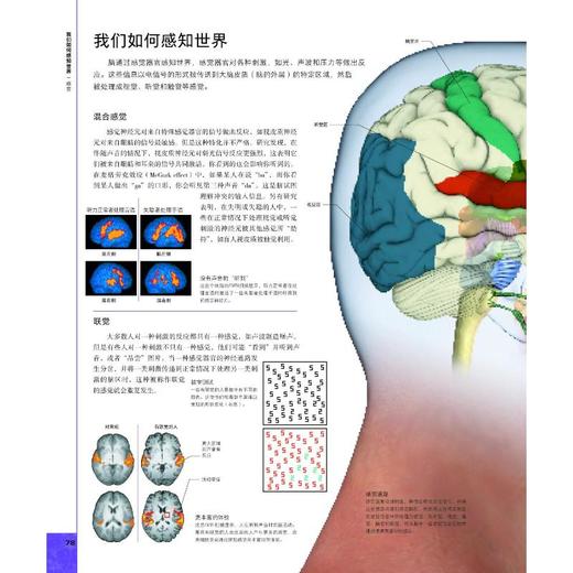 DK大脑百科 关于大脑解剖结构、功能和疾病的图解指南 第3版 商品图3