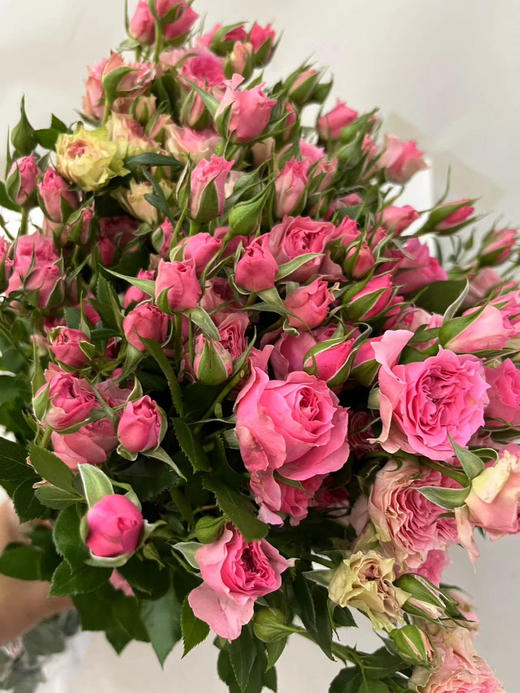 【市场多头】苏菲宝贝  10枝/扎  50公分 商品图7