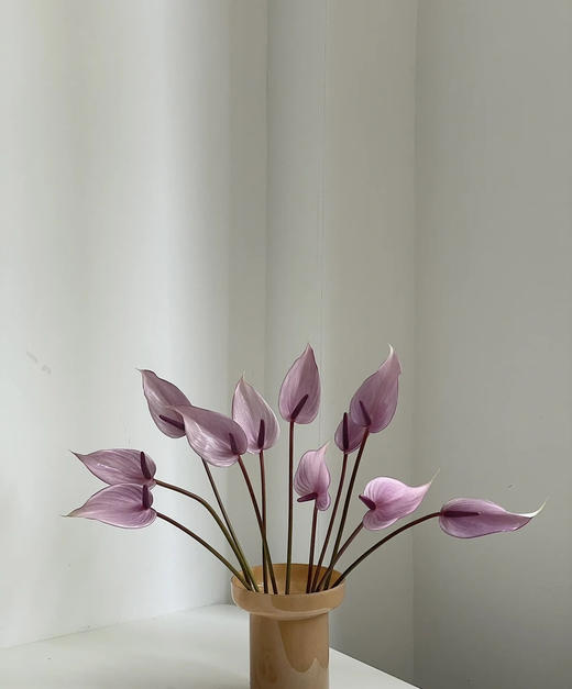 【绿光彩掌】普利维亚 浅紫掌 商品图6