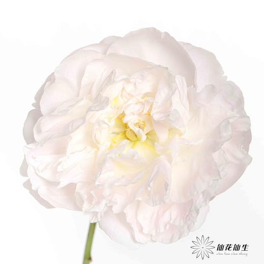 国产反季节芍药 | 美国小姐（反季节花材花头杆子偏瘦弱） 商品图13