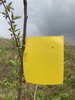 黄板双面粘虫板 诱虫板 商品缩略图3