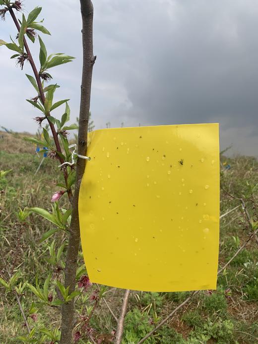 黄板双面粘虫板 诱虫板 商品图3