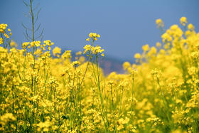 江西景德镇+婺源油菜花摄影5-7天