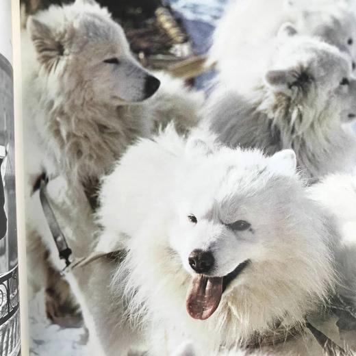 小狗的生活，历史与魔力 数百幅插图 精装16开 商品图5