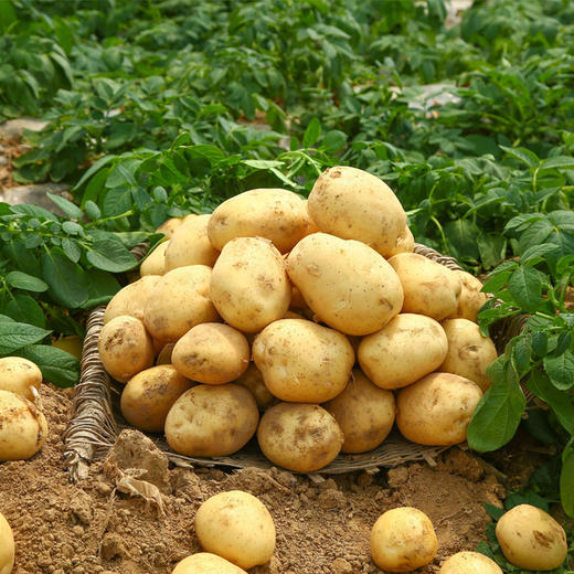 云南良道有机黄土豆5斤|有机种植 香软粉糯 美味可口 商品图1