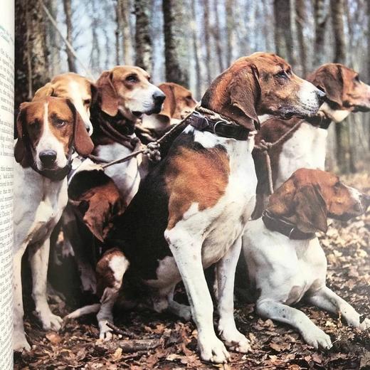 小狗的生活，历史与魔力 数百幅插图 精装16开 商品图8