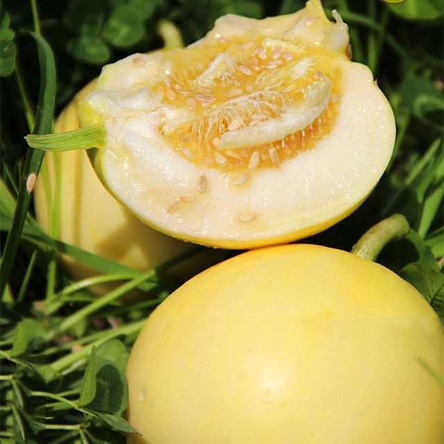 【空运落地糖罐香瓜】生态种植糖罐香瓜小蜜蜂甜瓜