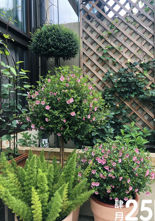 【绿植现货】1加仑棒棒糖小木槿80（现货，下单即可到店自提） 商品图2