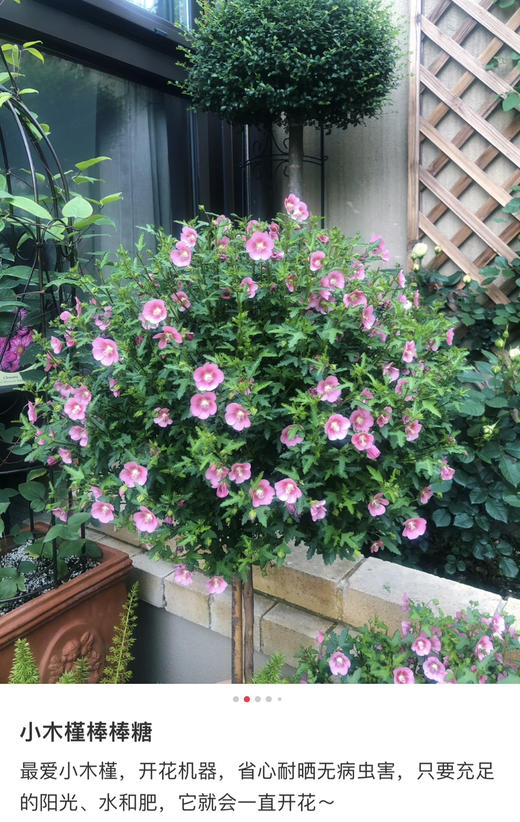 【绿植现货】1加仑棒棒糖小木槿80（现货，下单即可到店自提） 商品图4