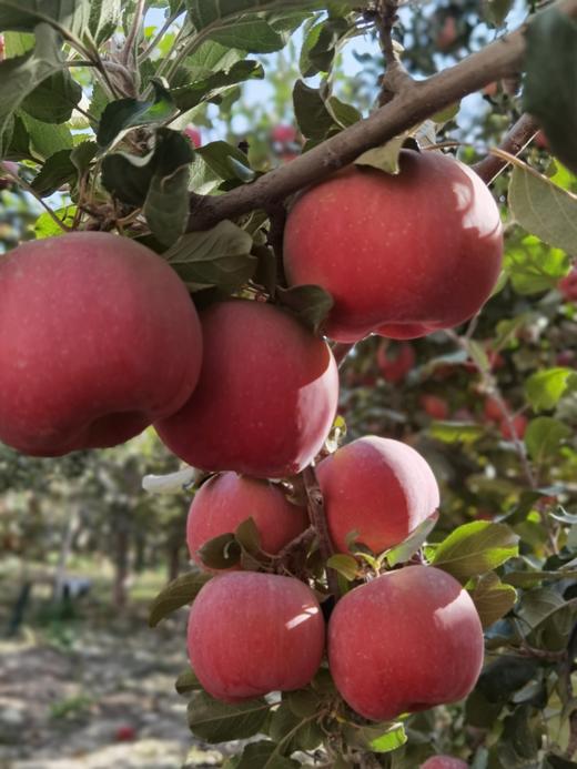 新疆 阿克苏樱桃苹果 4-8斤装 商品图2