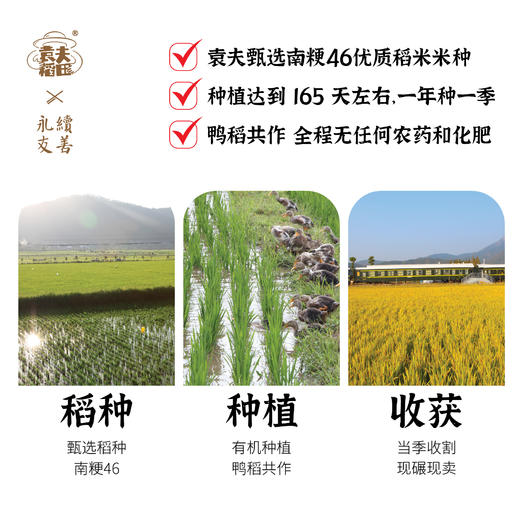 黄冈黄梅 袁夫稻田 胚芽米 商品图2