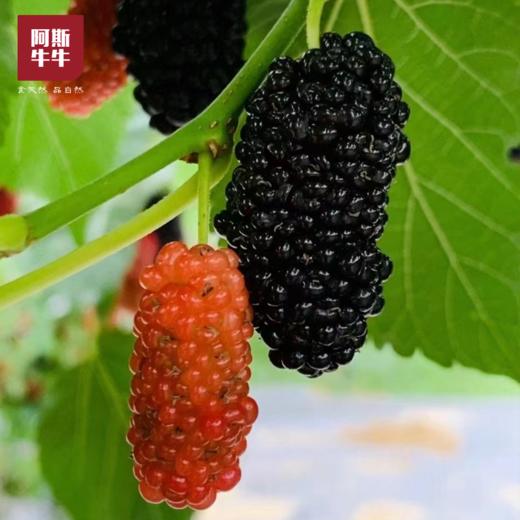 【桑per来了】鲜桑葚，黑珍珠桑果，肉厚乌亮，酸甜味美，记忆中的好味道！ 商品图4