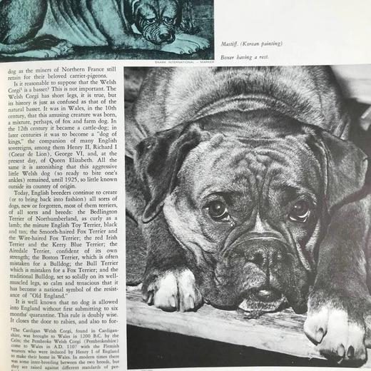 小狗的生活，历史与魔力 数百幅插图 精装16开 商品图11