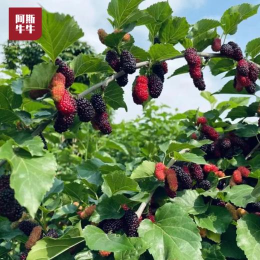 【桑per来了】鲜桑葚，黑珍珠桑果，肉厚乌亮，酸甜味美，记忆中的好味道！ 商品图3