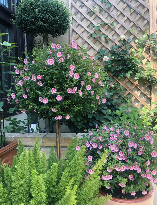 【绿植现货】1加仑棒棒糖小木槿80（现货，下单即可到店自提） 商品图6