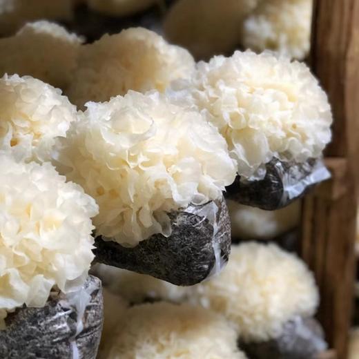 【果蔬精选】古田高山鲜银耳 被称为“平民燕窝” 现摘现发 胶朵大鲜嫩 美味清甜 胶质丰富 滋补佳品 商品图4