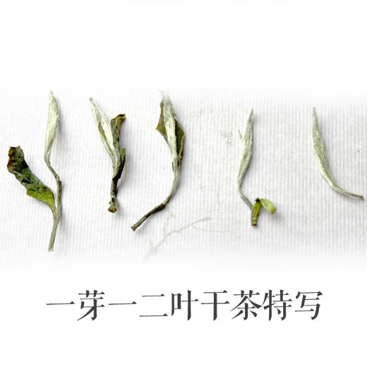 白茶丨小城之春 2022年 生态纯手工白牡丹 50克 商品图1