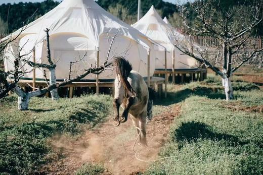 端午限定：水稻插秧、制作竹筒粽子、传统艾草门挂 商品图7