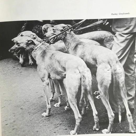 小狗的生活，历史与魔力 数百幅插图 精装16开 商品图10