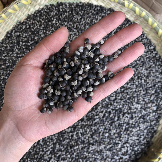 蔓荆子 商品图3