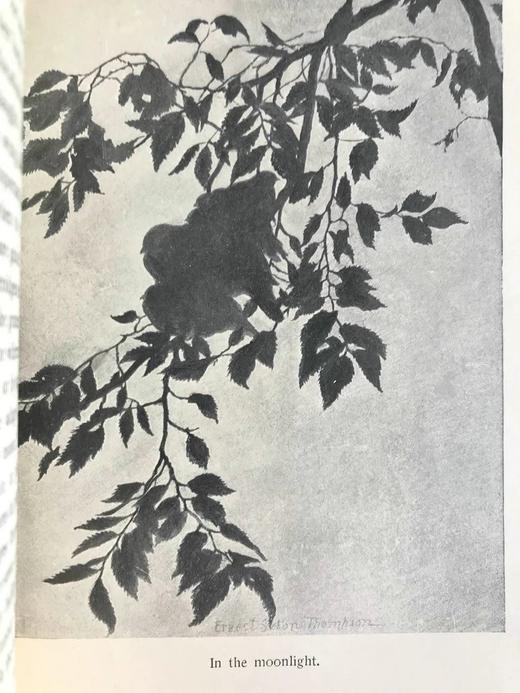 1899年 塞顿《我所知的野生动物》 作者亲绘约百幅插图 漆布精装大32开 商品图14