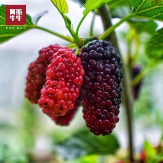 【桑per来了】鲜桑葚，黑珍珠桑果，肉厚乌亮，酸甜味美，记忆中的好味道！ 商品图2