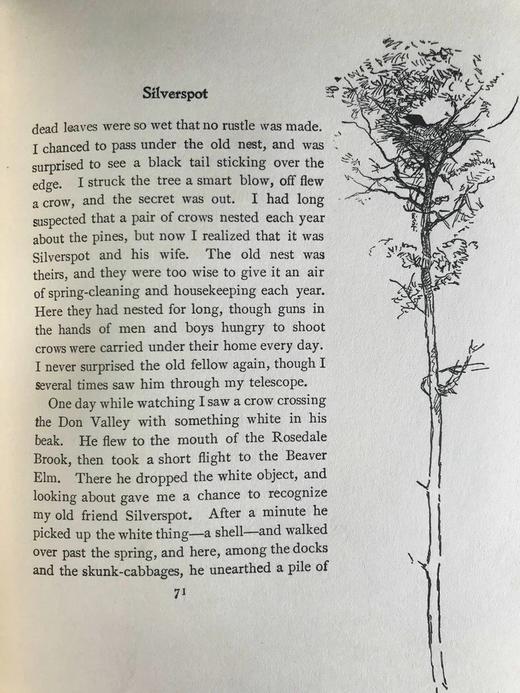 1899年 塞顿《我所知的野生动物》 作者亲绘约百幅插图 漆布精装大32开 商品图12