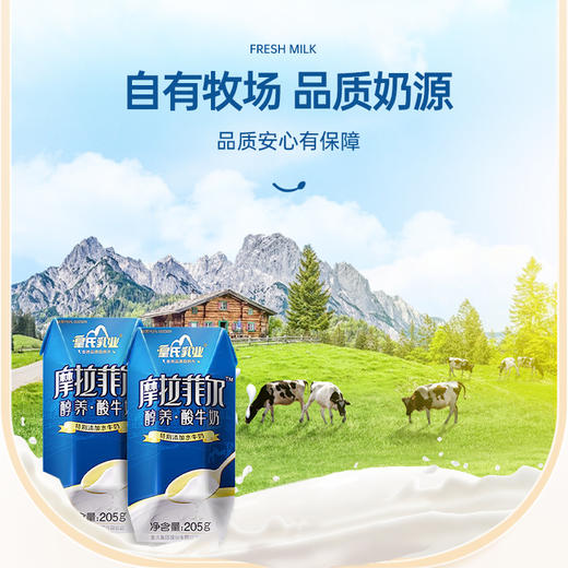 皇氏·摩拉菲尔醇养酸牛奶 205g*12 添加水牛奶 口感丝滑 商品图1