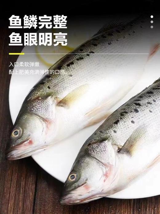 冷冻顺【丰包邮】海鲈鱼新鲜海鱼鲜活深海鱼1100g*2条 商品图1
