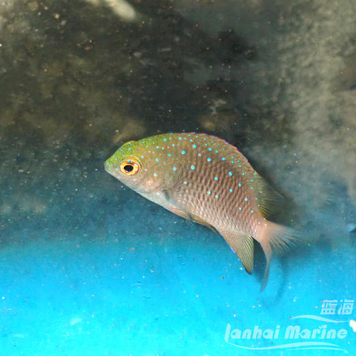 蓝点魔 商品图3