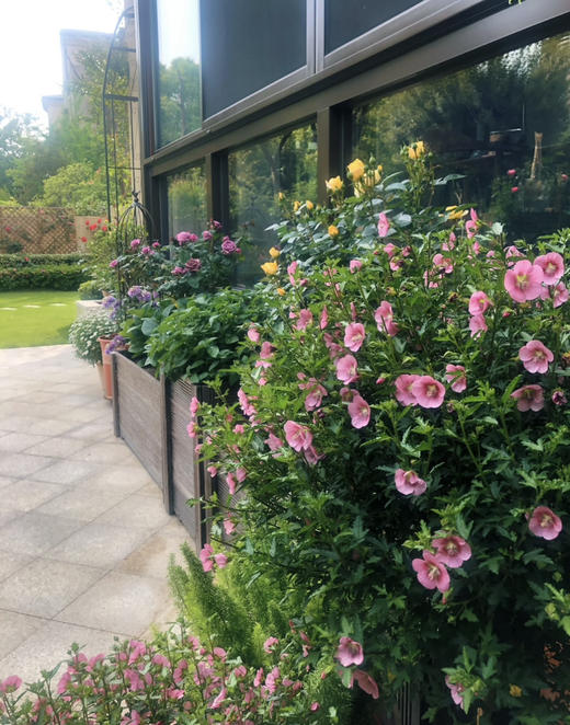 【绿植现货】1加仑棒棒糖小木槿80（现货，下单即可到店自提） 商品图5