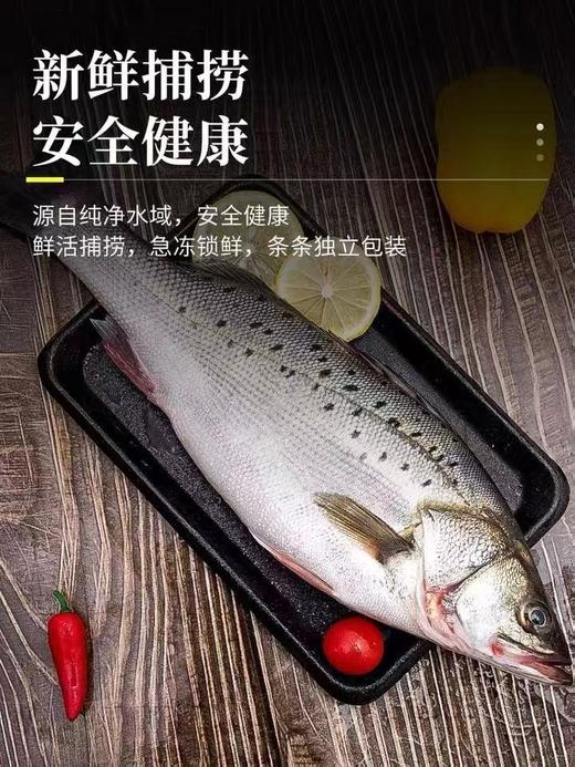 冷冻顺【丰包邮】海鲈鱼新鲜海鱼鲜活深海鱼1100g*2条 商品图2