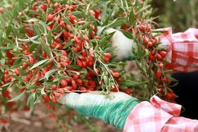 还有人在吃“毒枸杞”？教您3招辨清优劣！