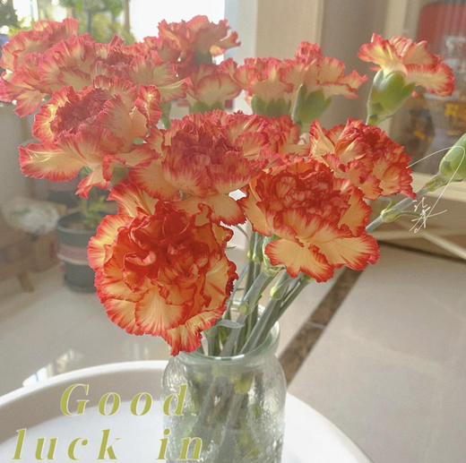 【国产康乃馨】俏新娘（黄底红边）18-20支/扎 商品图4