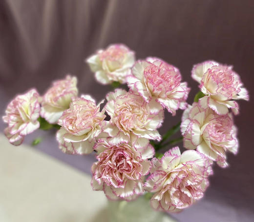 【国产康乃馨】小白菜（白底红边） 伊人 18-20支/扎 商品图1