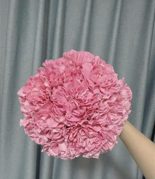 【国产康乃馨】粉色（理想粉）18-20支/扎 商品图1