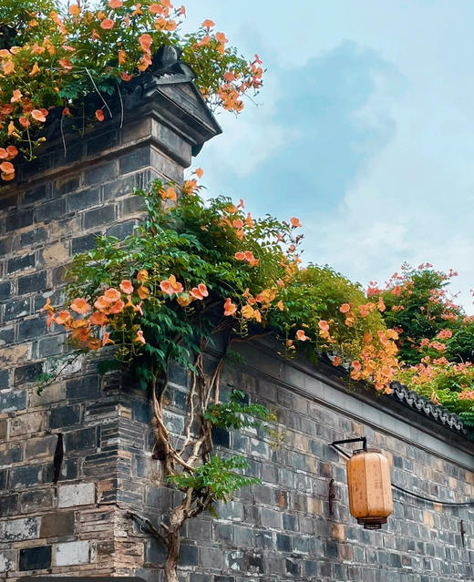 【绿植现货】# 350老桩高杆凌霄100（橙色 耐寒 新疆可过冬！现货，下单即可到店自提） 商品图1