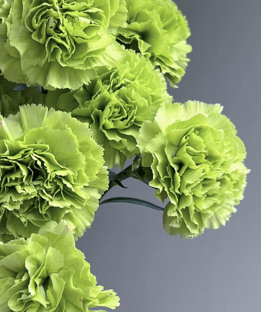 【国产康乃馨】绿康  18-20支/扎 商品图2