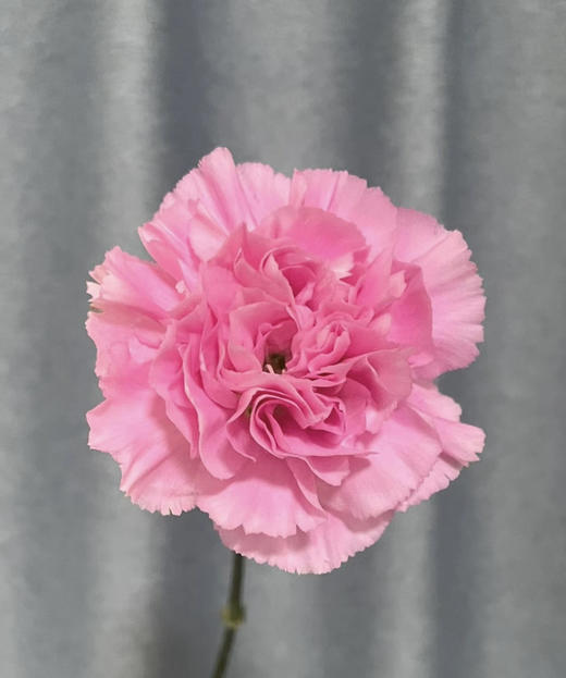 【国产康乃馨】粉色（理想粉）18-20支/扎 商品图0