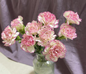 【国产康乃馨】小白菜（白底红边） 伊人 18-20支/扎