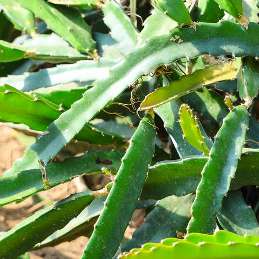 生态香草系列 | 柠檬薄荷-柠檬香茅-芦荟 | 自然生长  | 石嫣农场 * Ecological Vanilla Series 商品图4